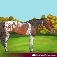 Horse Color:Bay Appaloosa and Bay Tobiano Appaloosa