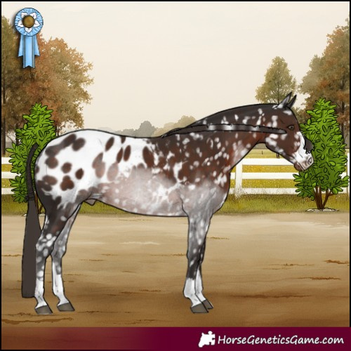 Horse Color:Liver Chestnut Appaloosa 