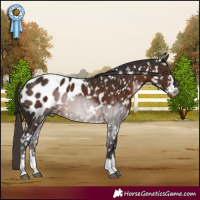 Horse Color:Liver Chestnut Appaloosa