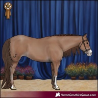 Horse Color:Classic Champagne Sabino