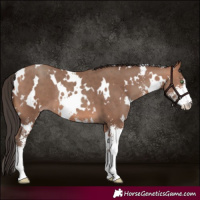 Horse Color:White Spotted Sable Champagne Sabino 