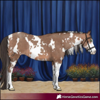 Horse Color:White Spotted Sable Champagne Sabino