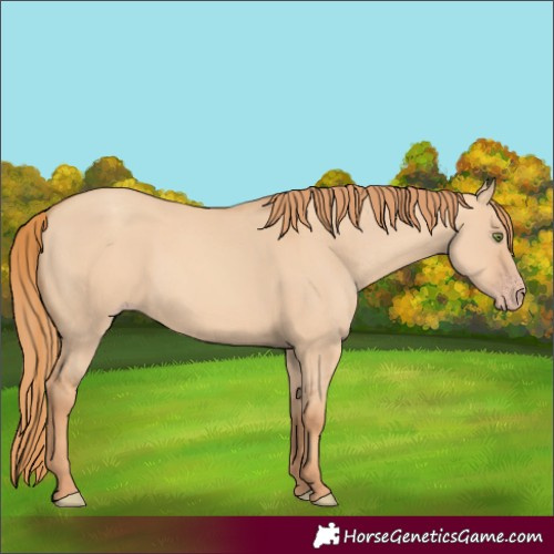 Horse Color:Gold Champagne Dun