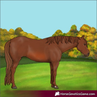 Horse Color:Chestnut 