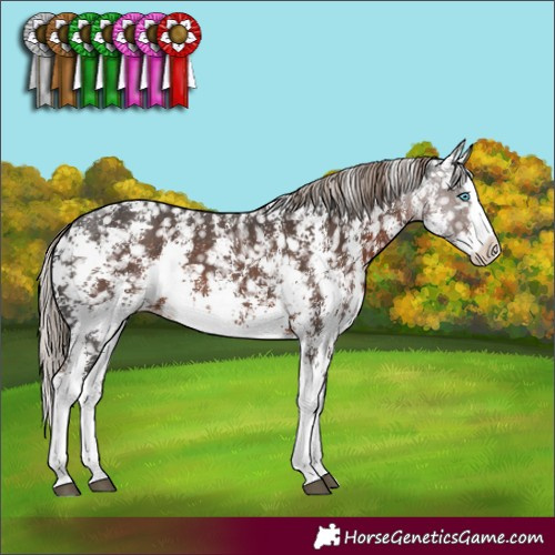 Horse Color:Liver Chestnut Sabino Splash Appaloosa 