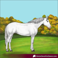Horse Color:White Spotted Silver Brown Appaloosa 