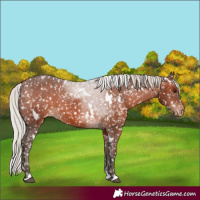 Horse Color:White Spotted Silver Brown Appaloosa 