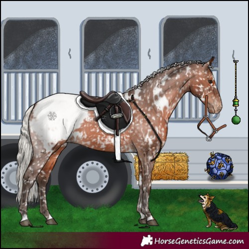 Horse Color:White Spotted Silver Brown Snowcap 