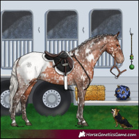 Horse Color:White Spotted Silver Brown Appaloosa 