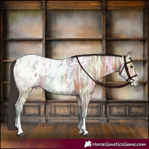 Horse Color:Bay Ice Sabino Appaloosa