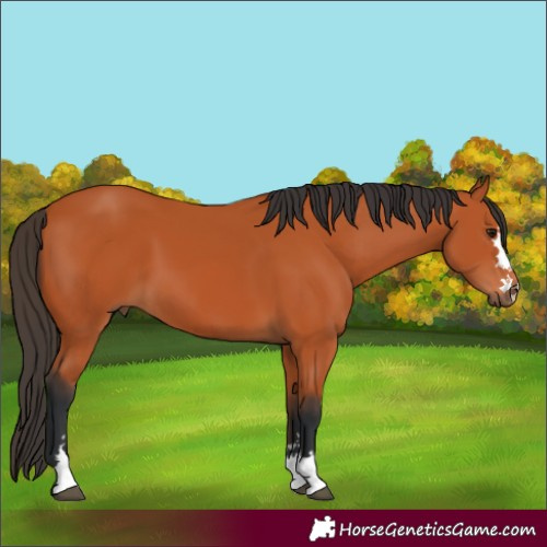 Horse Color:Bay 