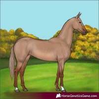Horse Color:Red Dun 