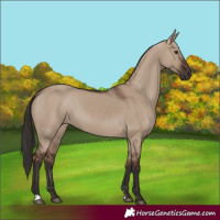 Horse Color:Liver Red Dun 