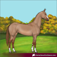 Horse Color:Red Dun 