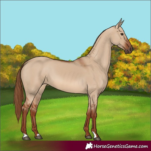 Horse Color:Red Dun