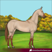 Horse Color:Red Dun