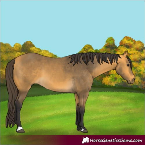 Horse Color:Buckskin 