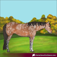 Horse Color:Bay Ice 