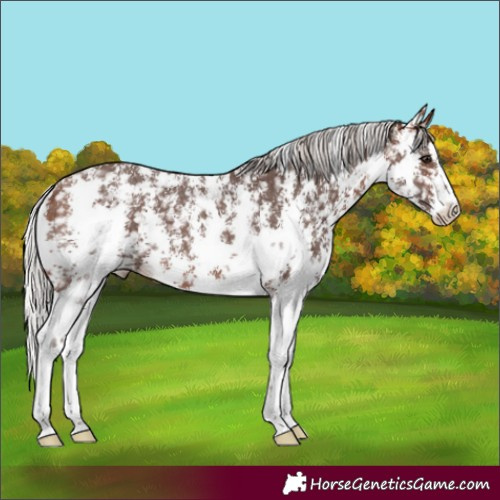 Horse Color:Silver Brown Sabino Appaloosa 