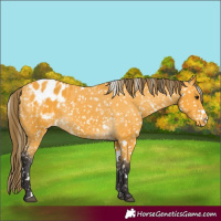 Horse Color:White Spotted Buckskin Blanket 