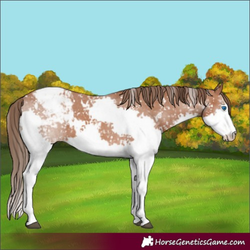 Horse Color:White Spotted Bay Splash Snowflake Varnish