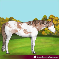 Horse Color:White Spotted Bay Splash Appaloosa