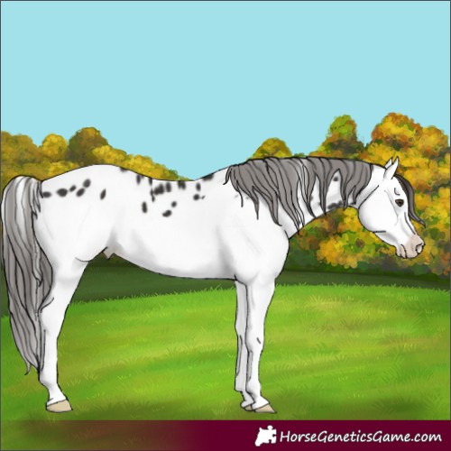 Horse Color:Liver Chestnut Splash Near Leopard 