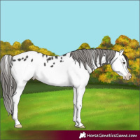Horse Color:Liver Chestnut Splash Appaloosa 