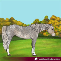 Horse Color:Silver Smoky Blue Ice Roan Splash