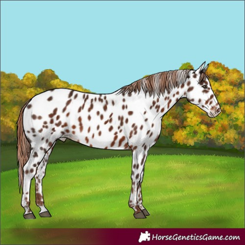 Horse Color:Liver Chestnut Appaloosa 