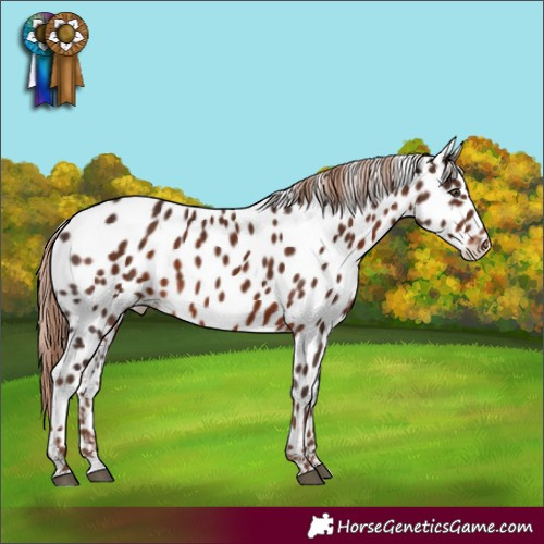Horse Color:Liver Chestnut Appaloosa 