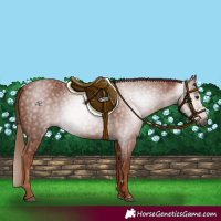 Horse Color:Gray Chestnut 