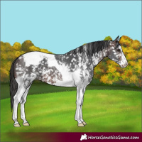 Horse Color:Brown Sabino Tobiano Appaloosa