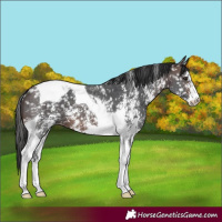 Horse Color:Brown Sabino Tobiano Appaloosa 