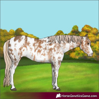 Horse Color:Chocolate Palomino Sabino Near Leopard 