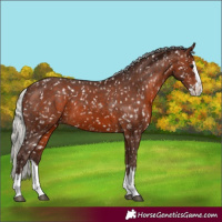 Horse Color:Silver Brown Splash Appaloosa 