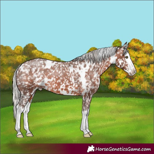 Horse Color:White Spotted Silver Bay Splash Appaloosa 