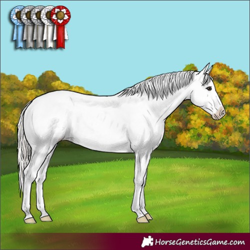 Horse Color:White Spotted Silver Brown Splash Frame Appaloosa Rabicano 