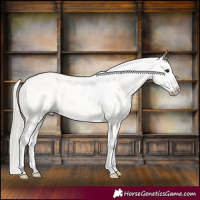 Horse Color:White Spotted Silver Bay Splash Appaloosa 