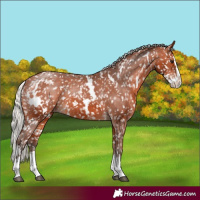 Horse Color:White Spotted Silver Bay Splash Appaloosa