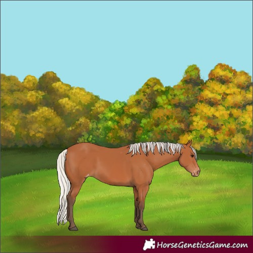 Horse Color:Silver Bay Appaloosa 