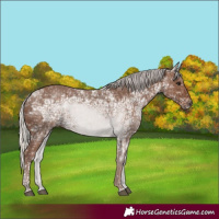 Horse Color:Silver Black Ice