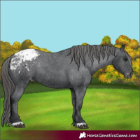 Horse Color:Black Appaloosa Rabicano 