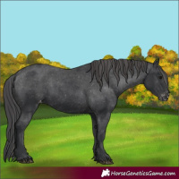 Horse Color:Black Appaloosa Rabicano 