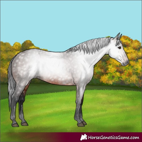 Horse Color:Gray Bay