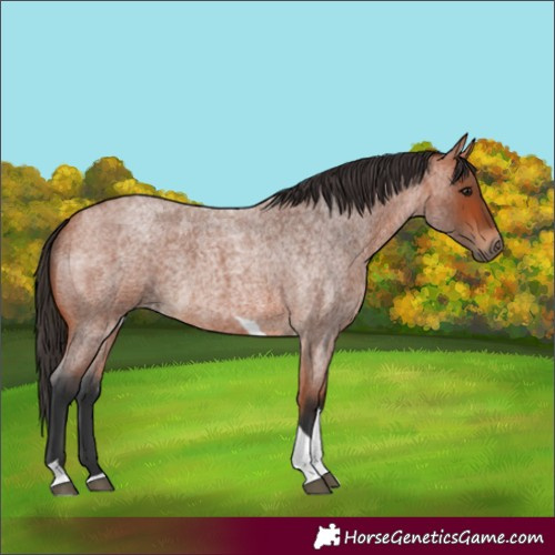 Horse Color:Bay Roan Tobiano
