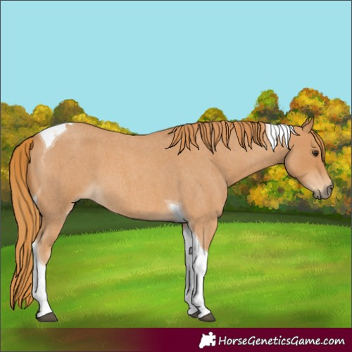 Horse Color:Red Roan Tobiano