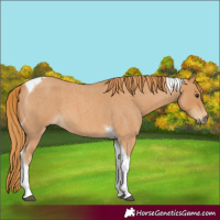 Horse Color:Red Roan Tobiano 