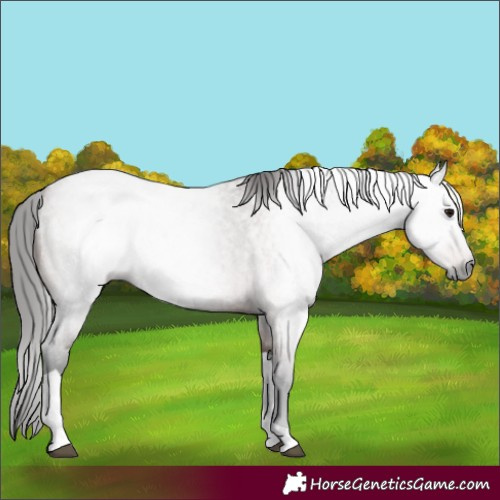 Horse Color:Gray Bay Roan Tobiano 