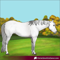 Horse Color:Gray Bay Roan Tobiano 